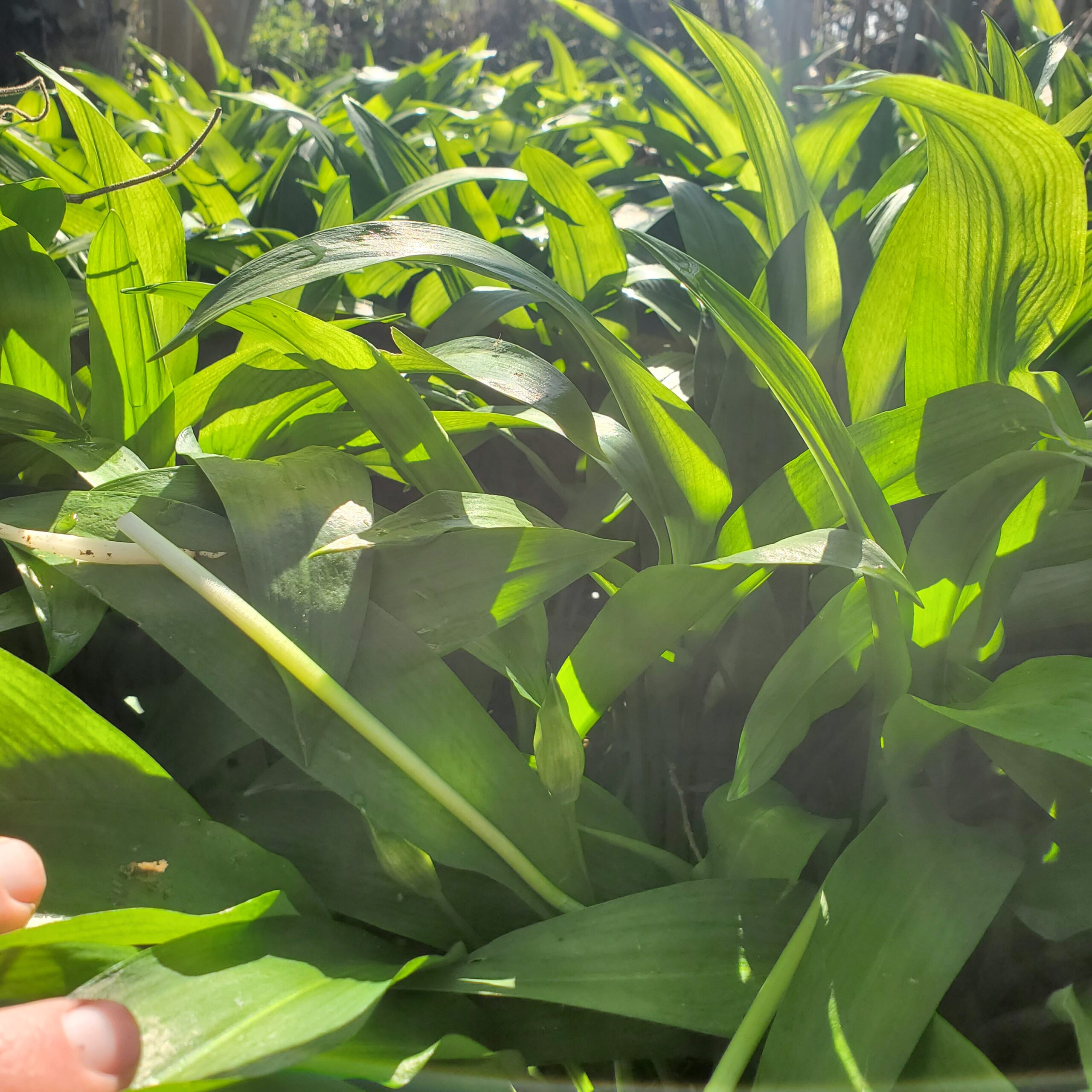 Pizza du moment - Cernunnos – Image 2